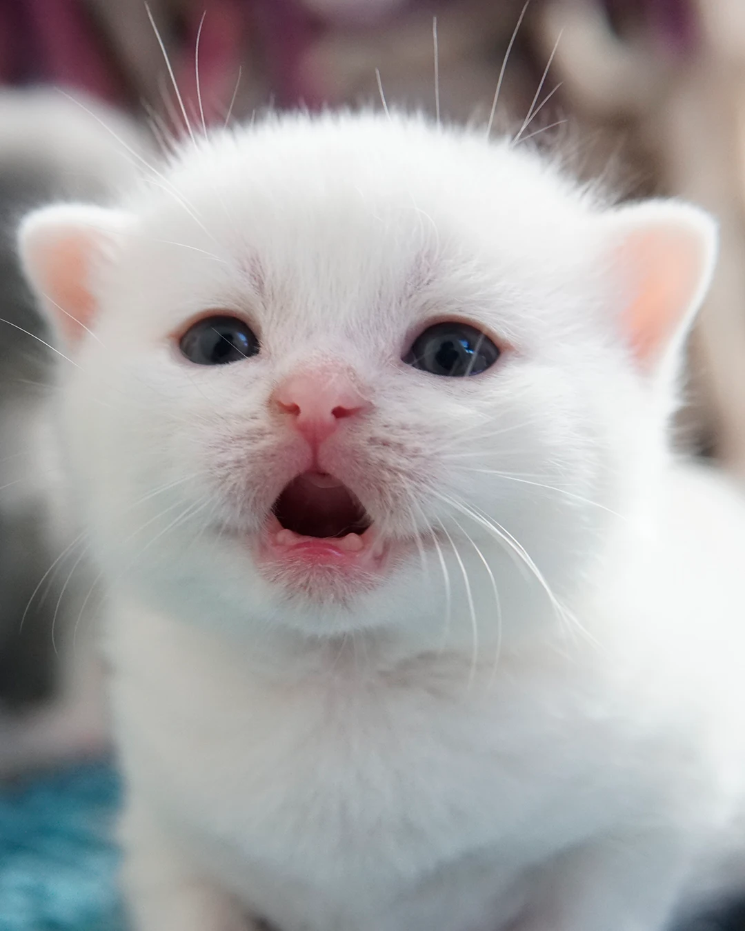 Gatito British Shorthair — Ninhada 18 de maio de 2026 — british shorthair hades tamica mai 2026 019