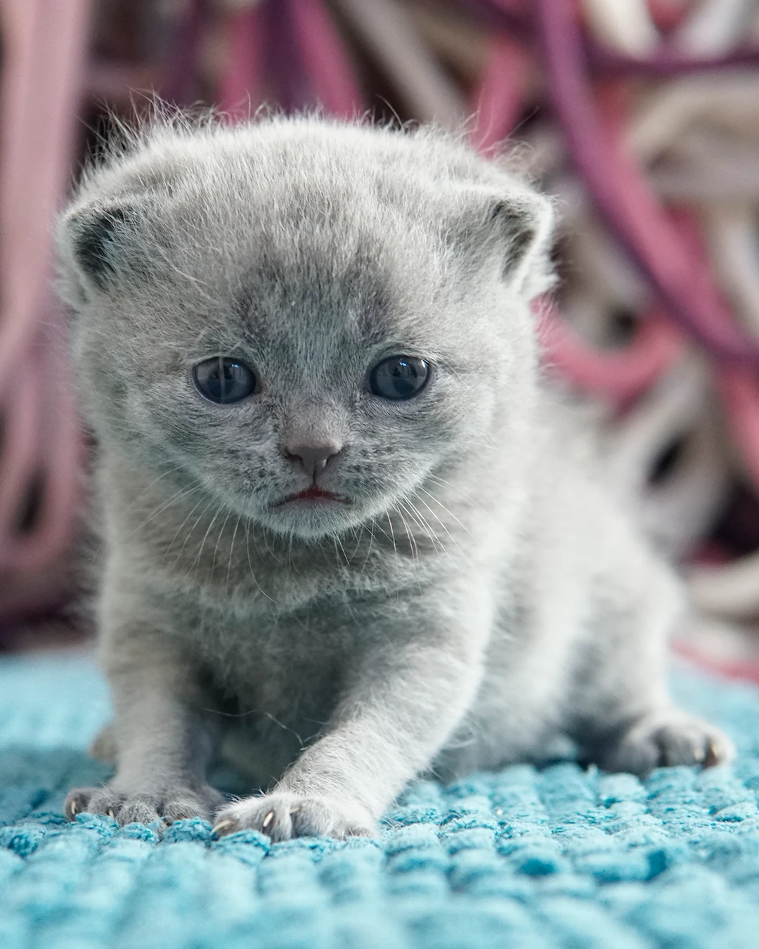 Gatito British Shorthair — Ninhada 18 de maio de 2026 — british shorthair hades tamica mai 2026 002