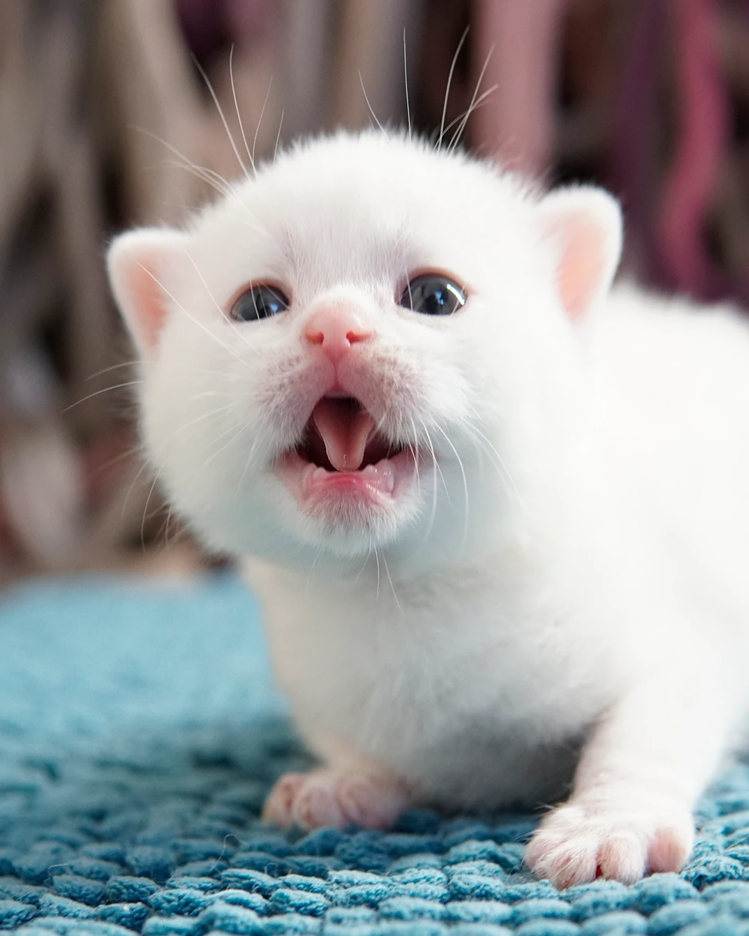 Gatito British Shorthair — Ninhada 18 de maio de 2026 — british shorthair hades tamica mai 2026 010