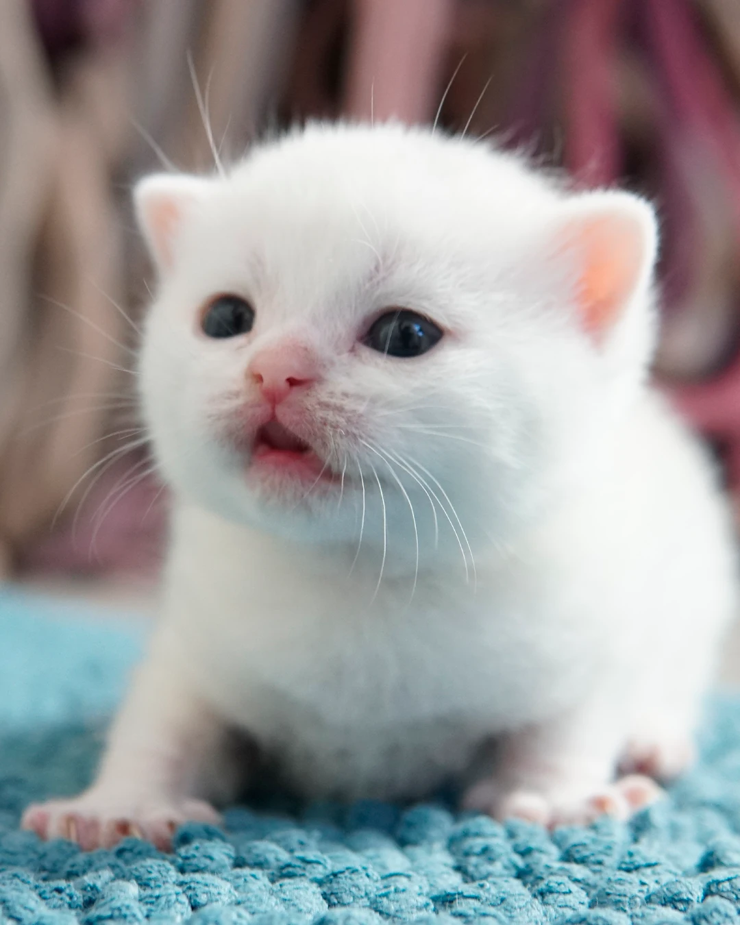 Gatito British Shorthair — Ninhada 18 de maio de 2026 — british shorthair hades tamica mai 2026 016