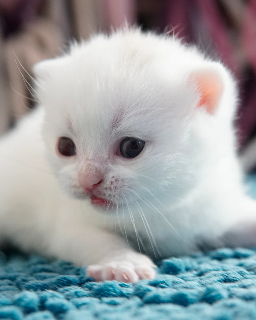 Gatito British Shorthair — Ninhada 18 de maio de 2026 — british shorthair hades tamica mai 2026 001