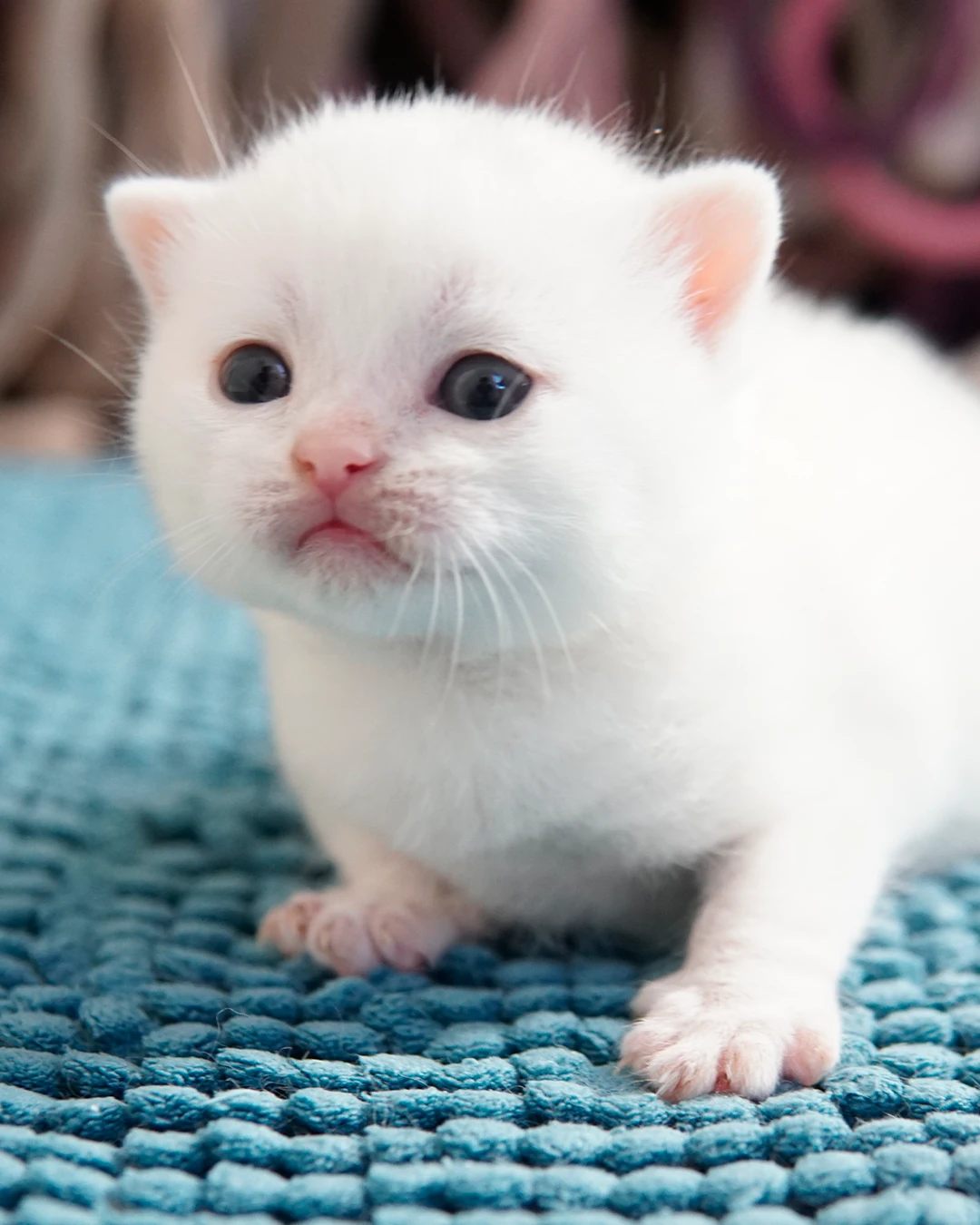 Gatito British Shorthair — Ninhada 18 de maio de 2026 — british shorthair hades tamica mai 2026 011