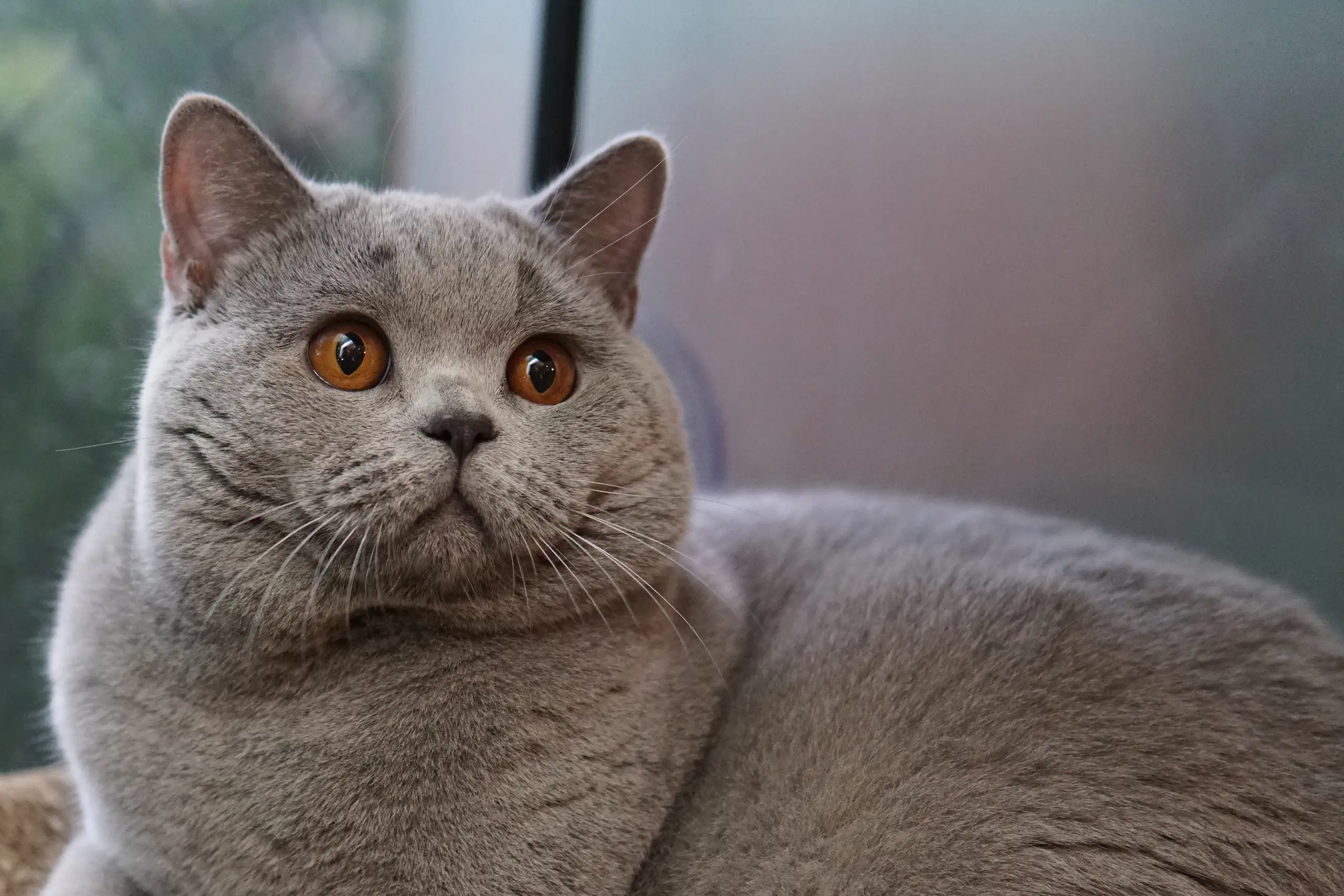 Gato British Shorthair descansando sobre una manta acogedora